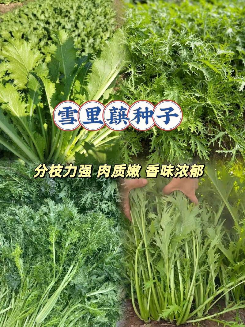 雪菜和雪里红是同一种菜吗揭秘两者关系