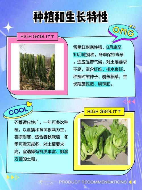 雪菜和雪里红是同一种菜吗揭秘两者关系