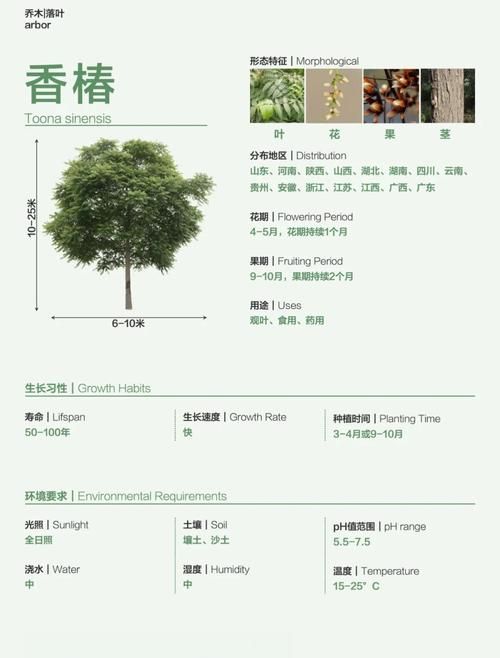 香椿菜属于什么木这种常见野菜的树木来源