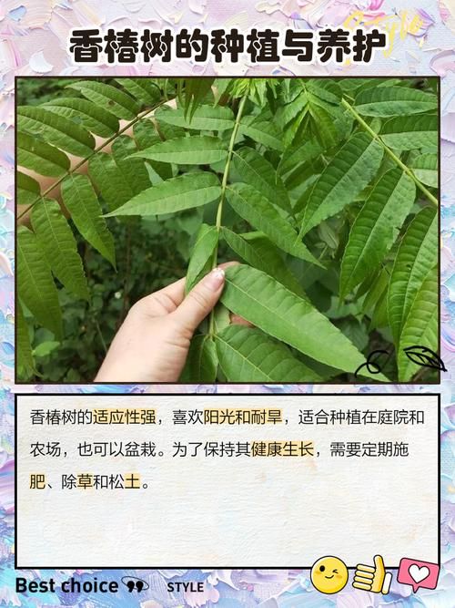 香椿菜属于什么木这种常见野菜的树木来源
