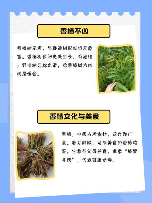 香椿菜属于什么木这种常见野菜的树木来源