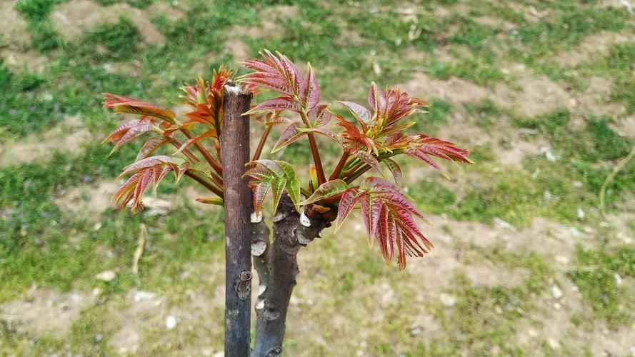 香椿菜属于什么木这种常见野菜的树木来源