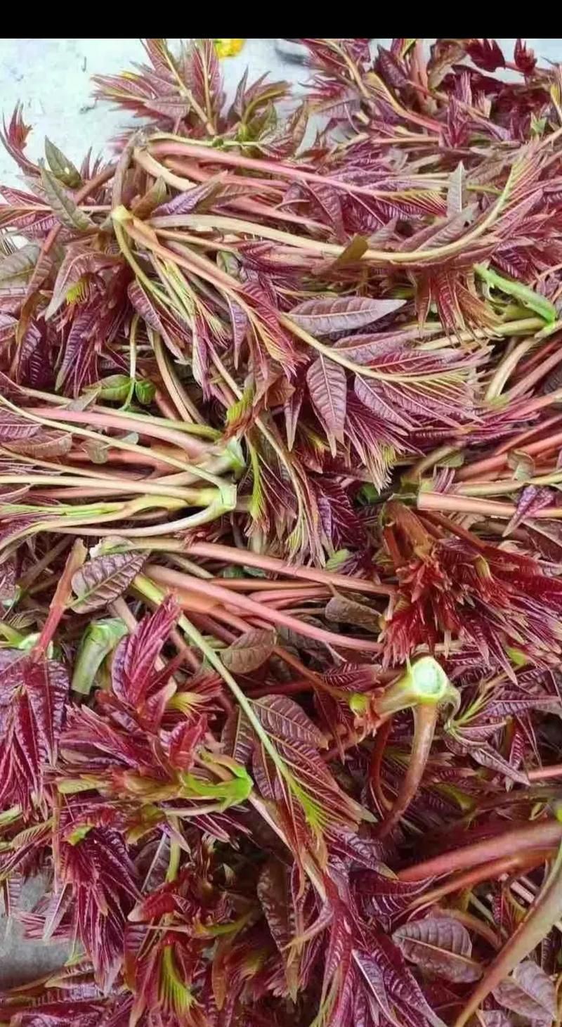 香椿菜属于什么木这种常见野菜的树木来源