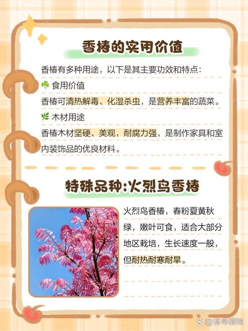 香椿菜属于什么木这种常见野菜的树木来源