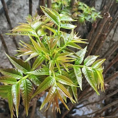 香椿菜属于什么木这种常见野菜的树木来源