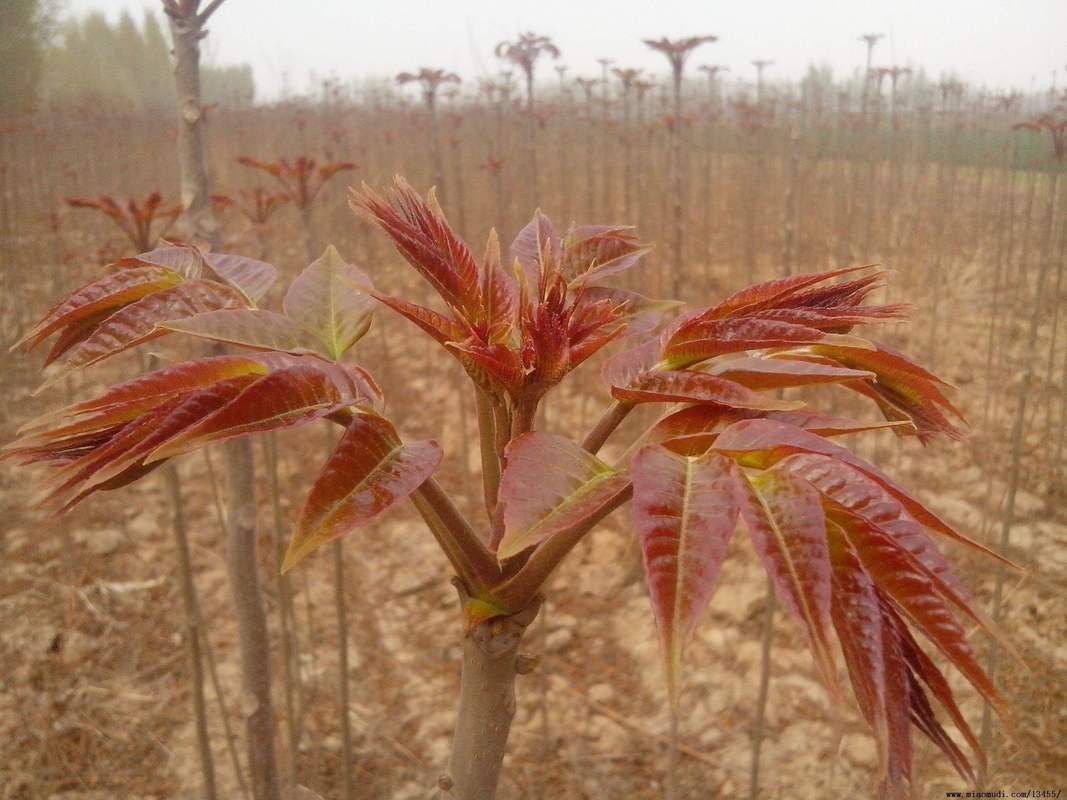 香椿菜属于什么木这种常见野菜的树木来源