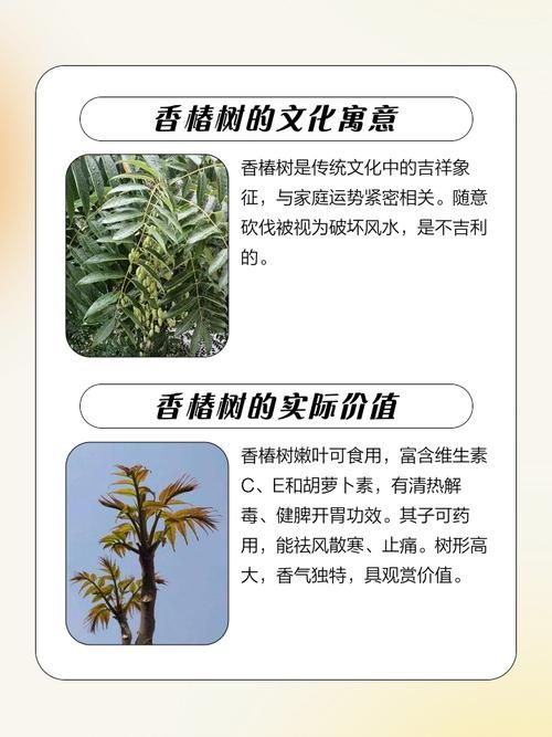 香椿菜属于什么木这种常见野菜的树木来源