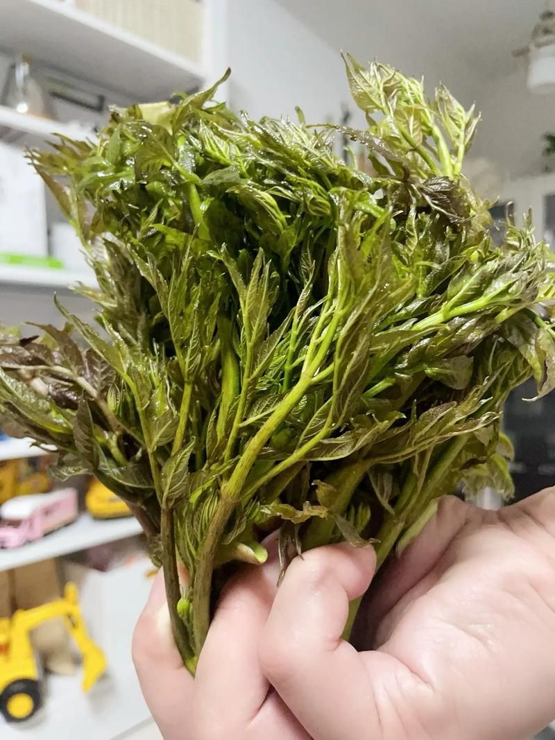 香椿菜属于什么木这种常见野菜的树木来源