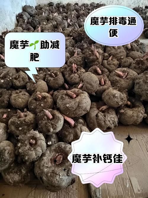 魔芋真的是低能量还是高纤维 营养师告诉你答案