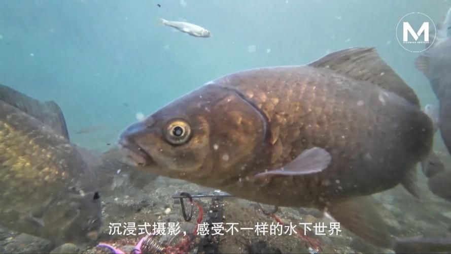 鱼毛骨悚然的蠕动画面 网友直呼太吓人