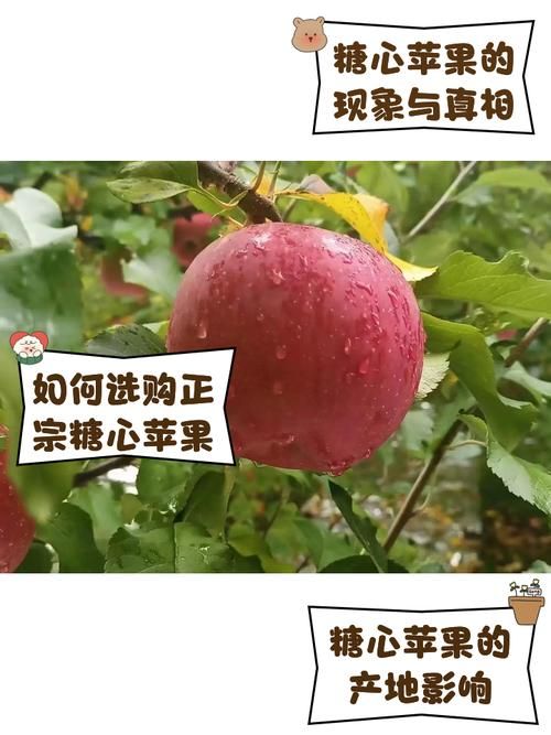 30个苹果是什么梗 揭秘这个搞笑梗的由来