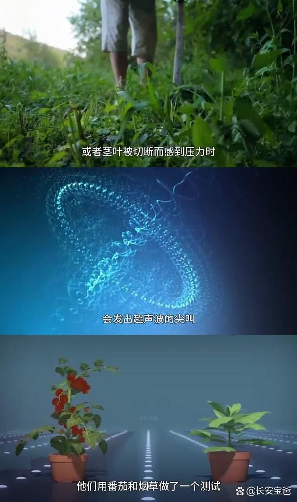 mandrake的传说与真相 这种植物真的会尖叫吗