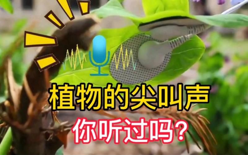 mandrake的传说与真相 这种植物真的会尖叫吗