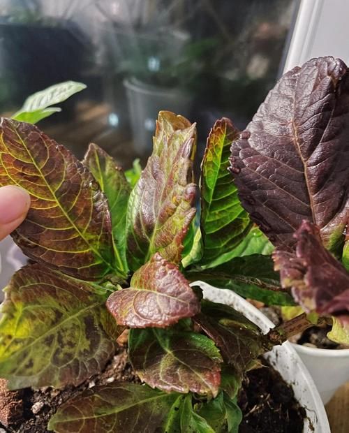 mandrake的传说与真相 这种植物真的会尖叫吗