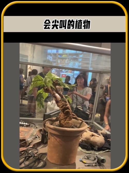 mandrake的传说与真相 这种植物真的会尖叫吗