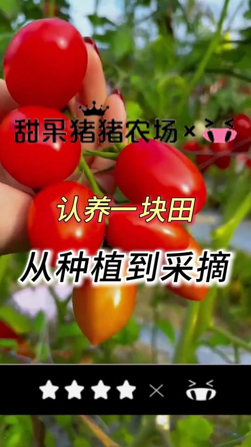 qq农场怎样升级快 高效种植与收获技巧大公开