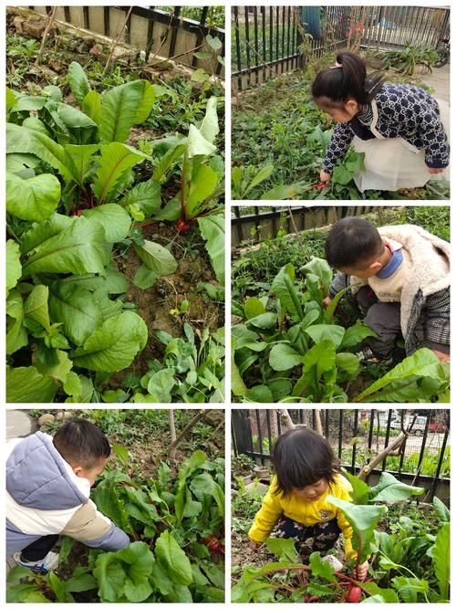 qq农场怎样升级快 高效种植与收获技巧大公开