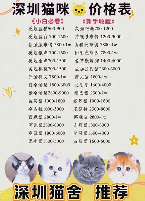 snoopy猫价格贵不贵 购买渠道和饲养成本