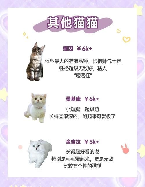 snoopy猫价格贵不贵 购买渠道和饲养成本