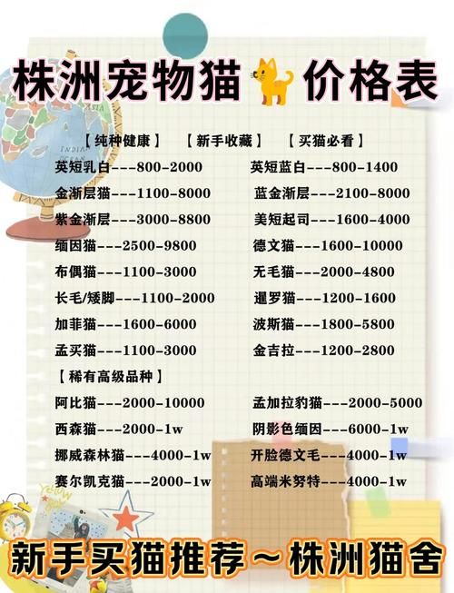 snoopy猫价格贵不贵 购买渠道和饲养成本