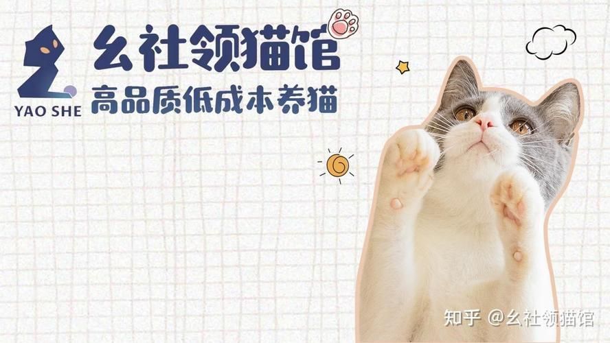 snoopy猫价格贵不贵 购买渠道和饲养成本