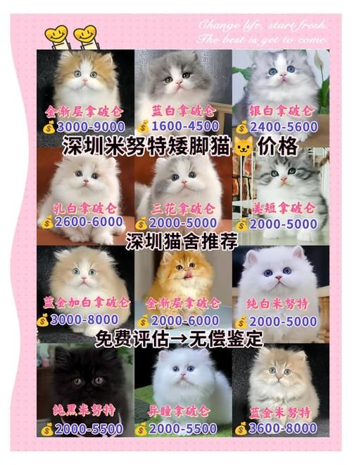 snoopy猫价格贵不贵 购买渠道和饲养成本