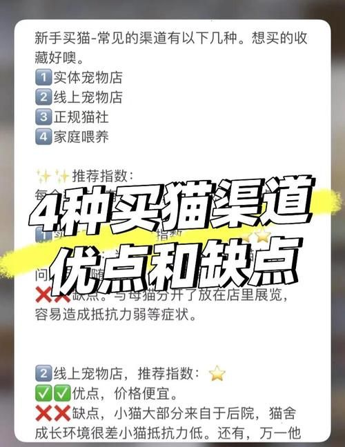 snoopy猫价格贵不贵 购买渠道和饲养成本