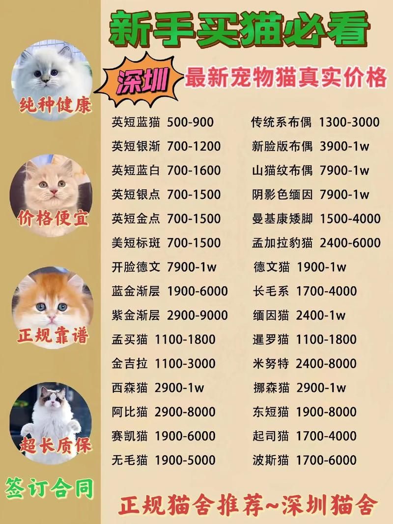 snoopy猫价格贵不贵 购买渠道和饲养成本