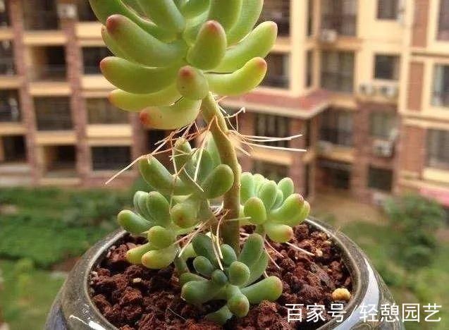 wow伤害数字变大的原因 原来是这么回事
