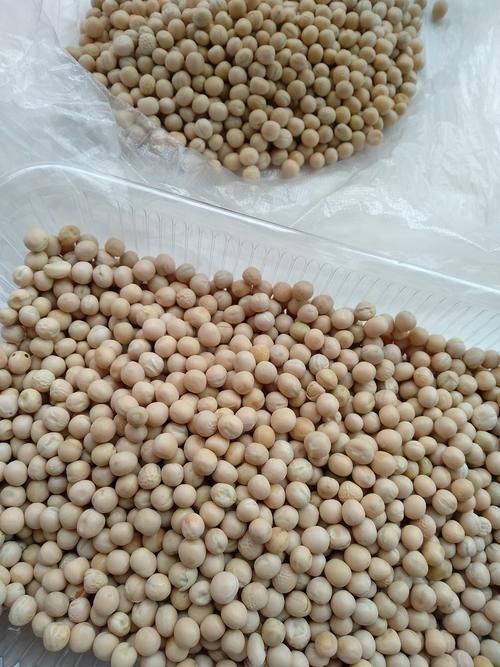 yy白豌豆有什么用 揭秘它的神奇功效与作用