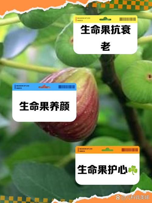 yy白豌豆有什么用 揭秘它的神奇功效与作用