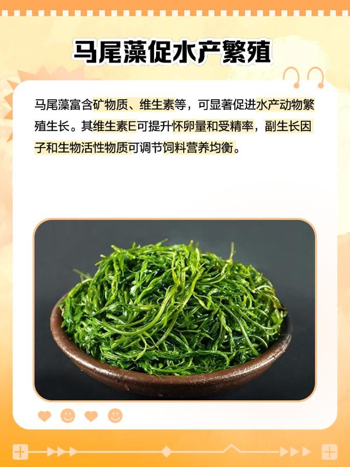 yy白豌豆有什么用 揭秘它的神奇功效与作用