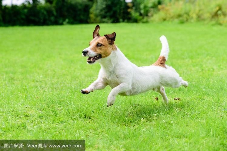 ZOOM狗动物高清图片大全 萌宠瞬间一网打尽