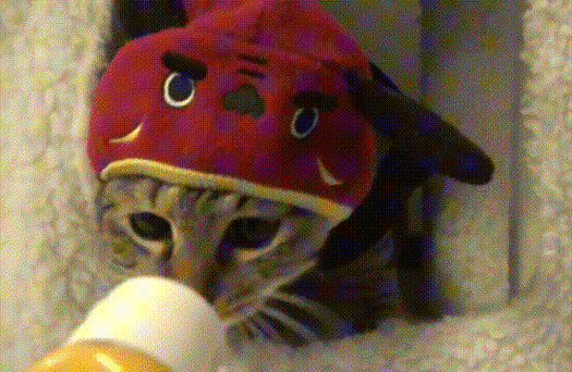 一排小猫点头的动图萌翻了网友快来收藏