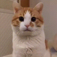 一排小猫点头的动图萌翻了网友快来收藏