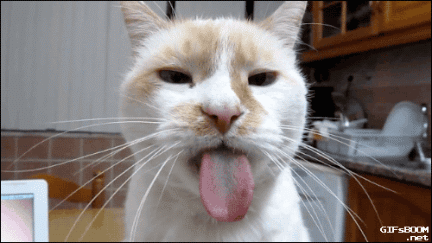 一排小猫点头的动图萌翻了网友快来收藏