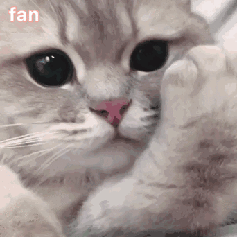 一排小猫点头的动图萌翻了网友快来收藏