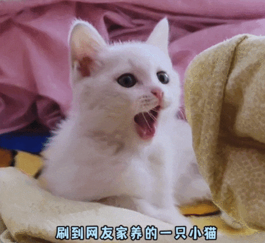 一排小猫点头的动图萌翻了网友快来收藏