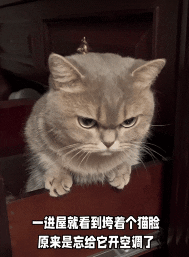一排小猫点头的动图萌翻了网友快来收藏