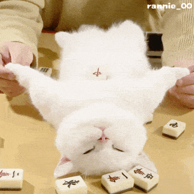 一排小猫点头的动图萌翻了网友快来收藏