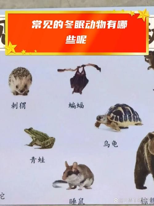 以下哪种动物会冬眠 这些动物冬天不吃饭