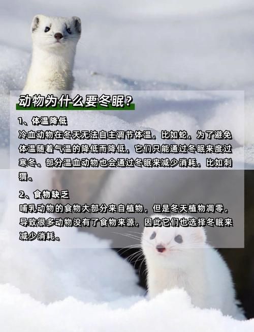 以下哪种动物会冬眠 这些动物冬天不吃饭