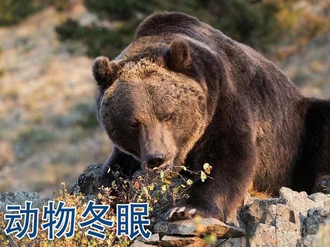 以下哪种动物会冬眠 这些动物冬天不吃饭