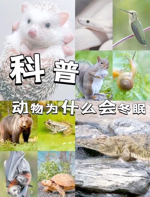 以下哪种动物会冬眠 这些动物冬天不吃饭