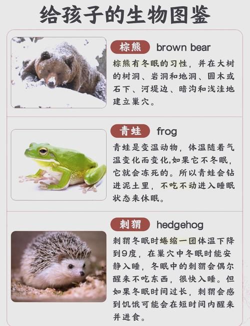 以下哪种动物会冬眠 这些动物冬天不吃饭