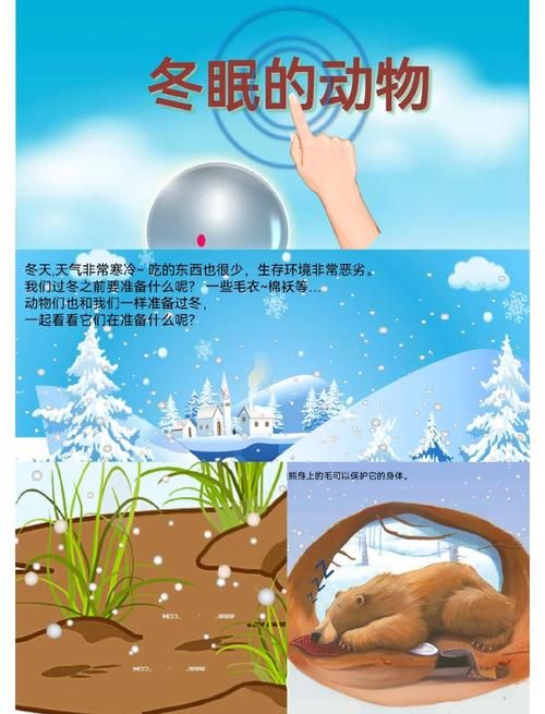 以下哪种动物会冬眠 这些动物冬天不吃饭