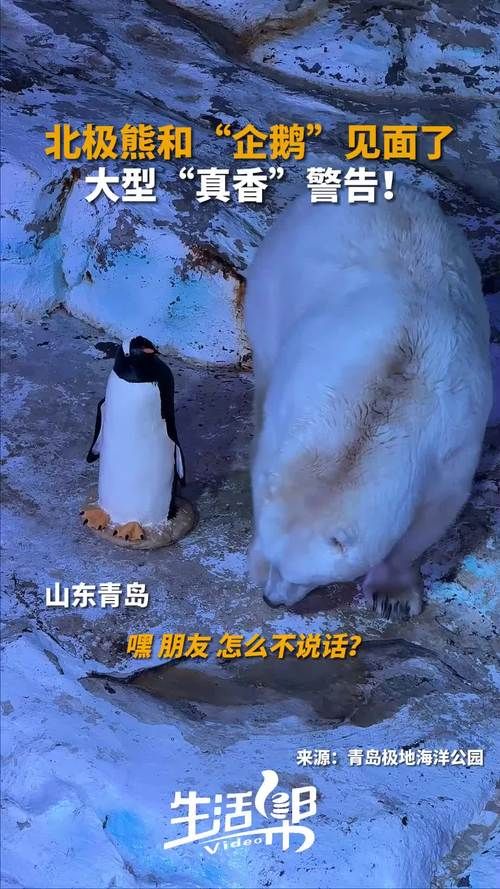 北极熊和企鹅的幽默笑话大全