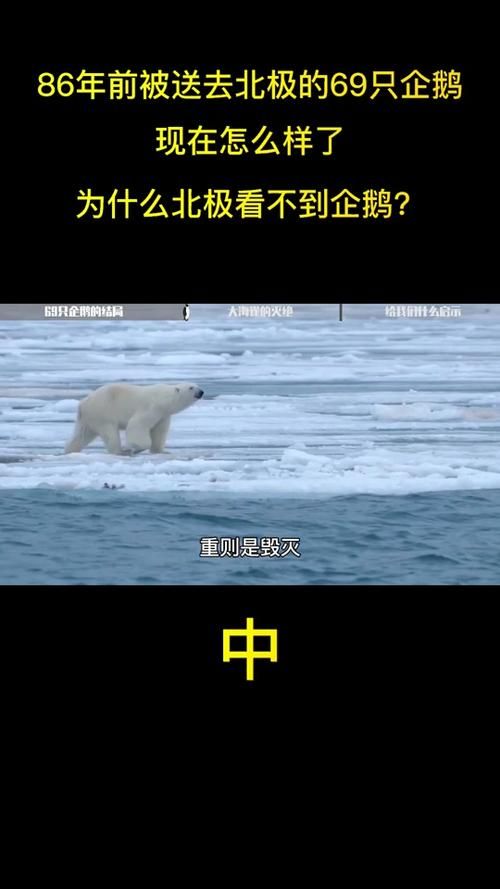 北极熊和企鹅的幽默笑话大全