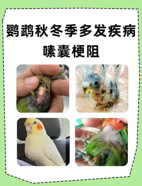 发现小鸟僵脖子装枯草别慌这是正常现象
