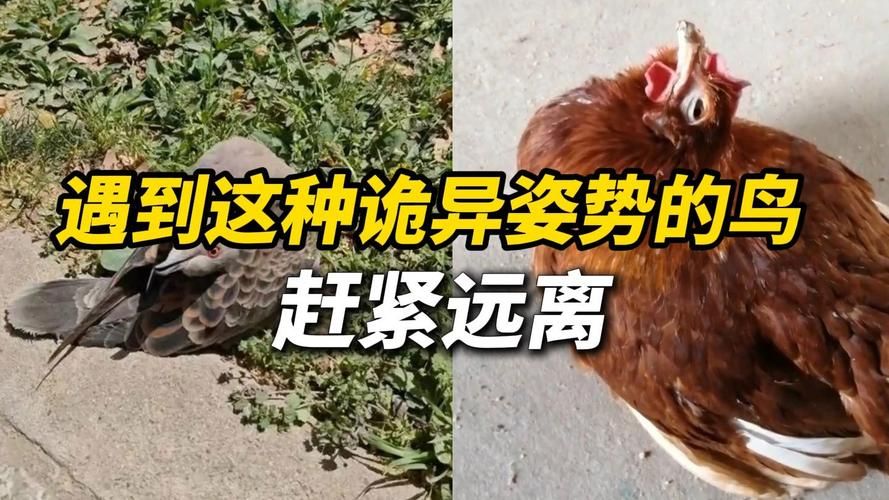 发现小鸟僵脖子装枯草别慌这是正常现象